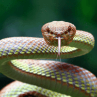 Snake Bite Awareness Day